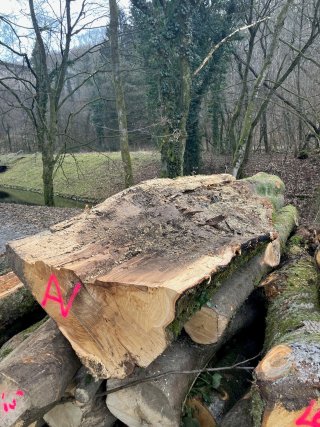 sichtbare Fäulnis in Stämmen der gefällten Bäume an der Aggertalsperrenmauer