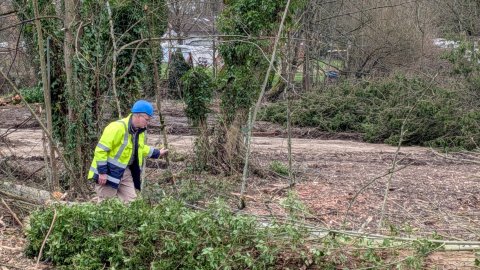 ...und nach der Fällung von der ökologischen Baubegleitung sorgfältig auf vorhandene Höhlen und Fledermäuse geprüft. Es wurden keine Bäume mit geeigneten Winterquartieren und ruhenden Tieren gefunden.