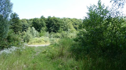 Projekt Lohmar-Peisel | Baufeld vor der Rodung im Juli 2025.