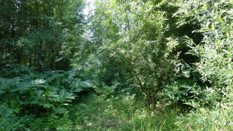 Projekt Lohmar-Peisel | Baufeld vor der Rodung im Juli 2025.