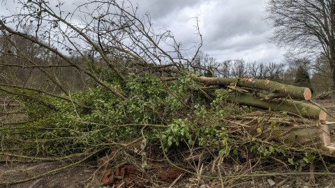 Die Baumfällung ist abgeschlossen, bevor die gesetzlich zu berücksichtigende Vogelschutzzeit am 01.03. beginnt.