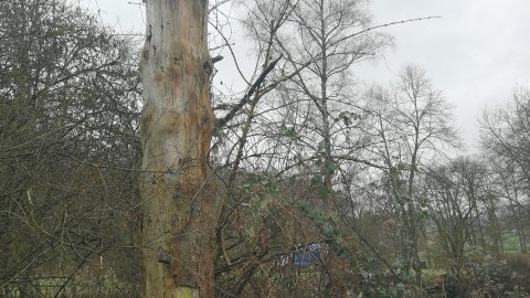 Einige Bäume, u.a. stehendes Totholz, bleiben aus artenschutzrechtlichen Gründen erhalten und wurden daher mit einem blauen Punkt markiert.