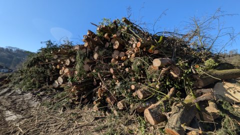 Die restlichen Bäume werden von der Baustelle entfernt.