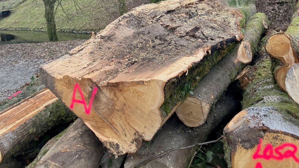 sichtbare Fäulnis in gefällten Bäumen an der Aggertalsperrenmauer
