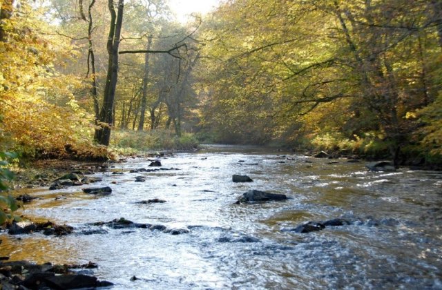 Naturbelassener Gewässerabschnitt der Bröl