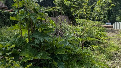 Herkulesstauden innerhalb des Baufeldes müssen beseitigt werden, um die Ausbreitung der Pflanze nicht zu befördern.