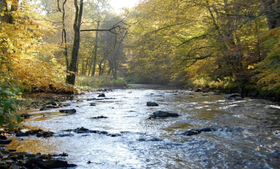 Naturbelassener Gewässerabschnitt der Bröl