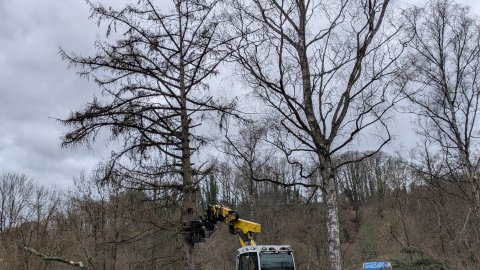 Sie werden daher mit Hilfe eines speziellen Schreitbaggers (Menzi Muck) besonders schonend gefällt...